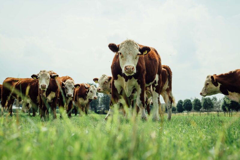 HDJFotografie2015-LamperseHei